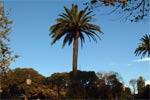 Palme im Park